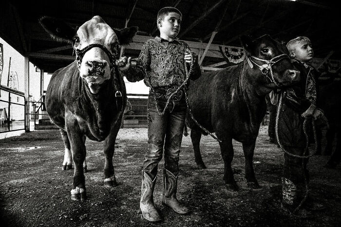 Children leading cows in a rural Maine barn, capturing the essence of intimate rural life.