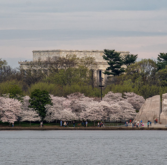 Cherry blossoms near the Lincoln Memorial, with families strolling along the Tidal Basin, capturing the essence of a wonderful surprise.