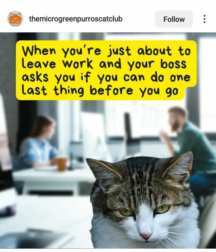 A cat with a funny expression, capturing relatable work meme energy in an office setting.