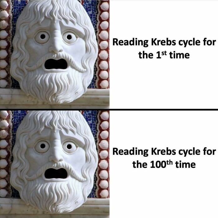 Stone face meme humorously depicts medical school struggles with Krebs cycle.