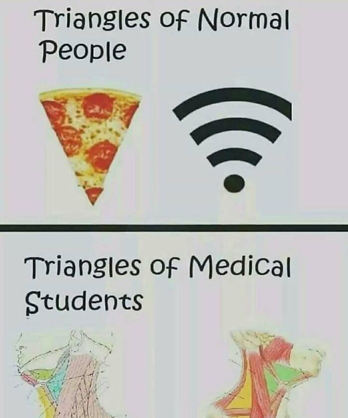 Comparison of triangles for medical students and others, using pizza, wifi symbols, and anatomical illustrations.