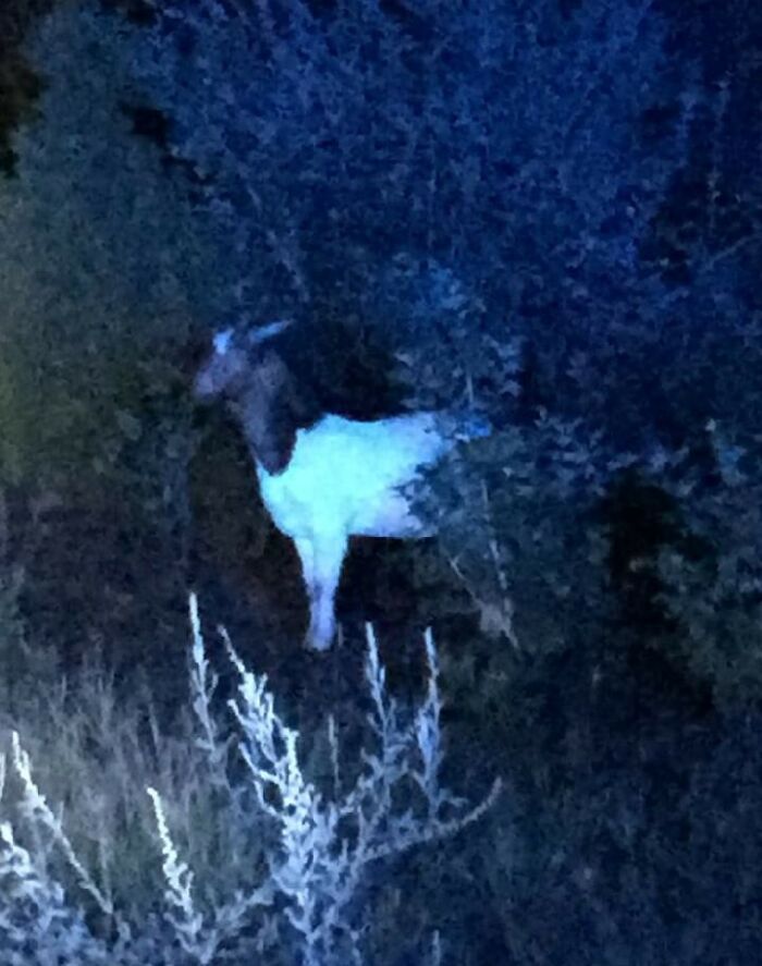Goat standing partly hidden in dense bushes at night, illustrating wild animal chaos in a natural setting.