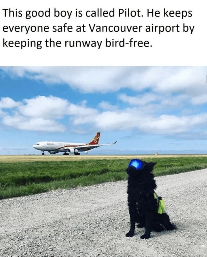 Black dog wearing blue goggles at airport runway with plane in background, featured in dog memes to help healing.