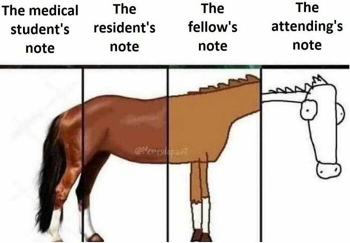 Medical school meme showing a horse illustration progressing from detailed to simplistic notes for each medical role.