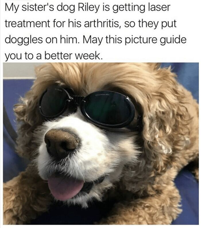 Dog wearing protective doggles during arthritis laser treatment, featured in a collection of healing dog memes.