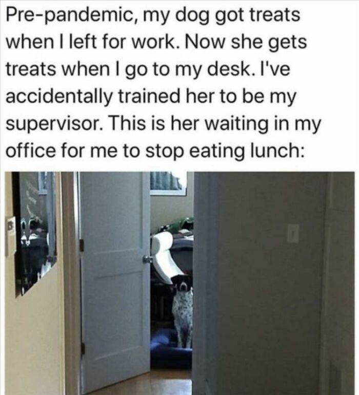 Dog meme showing a dog waiting in an office, highlighting healing moments from dog memes during tough times.