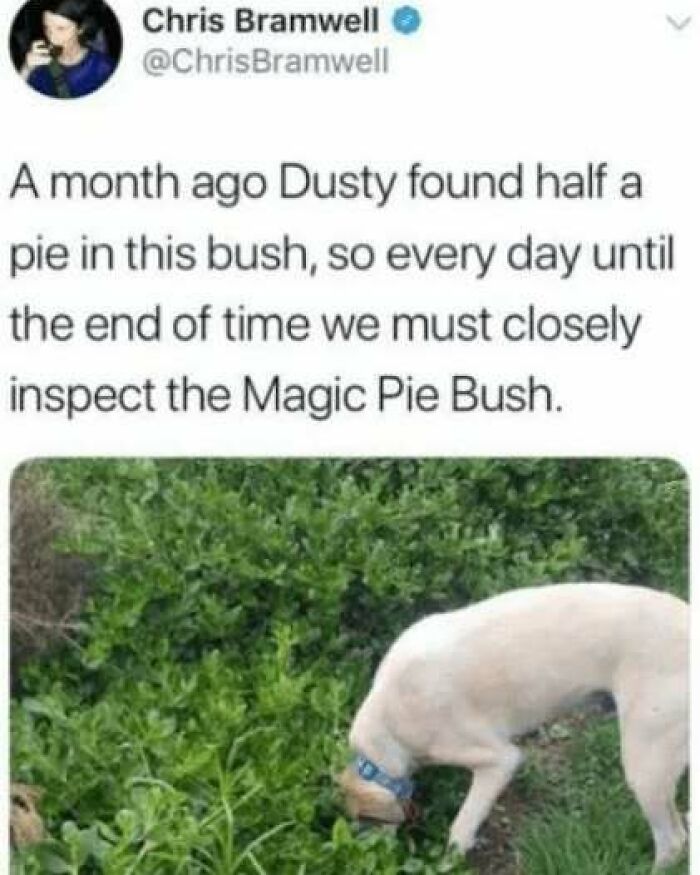 Tweet about a dog named Dusty who found half a pie in a bush, with a dog inspecting leaves in the image below.