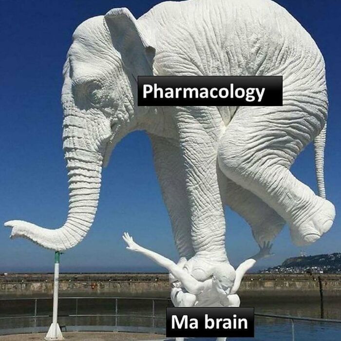 Elephant labeled "Pharmacology" balanced on statue labeled "Ma brain" symbolizing medical school stress.
