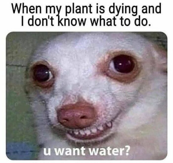 A humorous meme featuring a dog's quirky expression with text about a plant owner's dilemma over a dying plant, saying "u want water?"