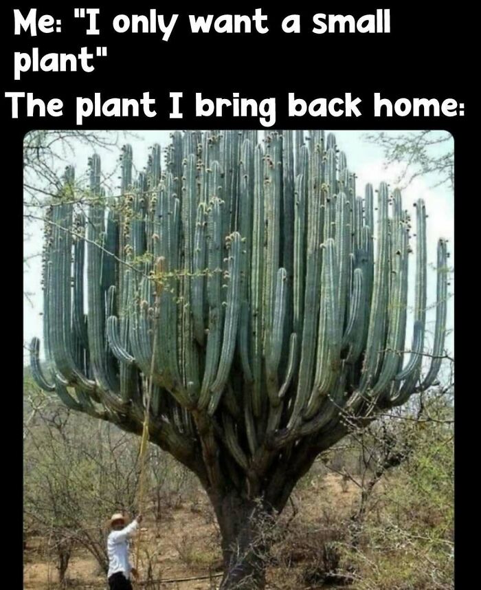 Giant cactus with person beneath, illustrating a humorous moment familiar to plant owners.