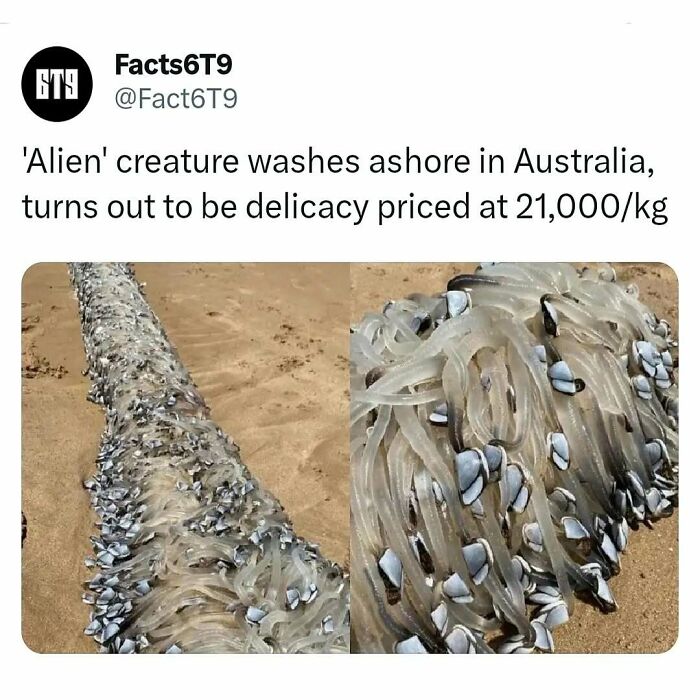 Unusual marine creature on beach, called a delicacy, illustrates intriguing fact for brain workout.