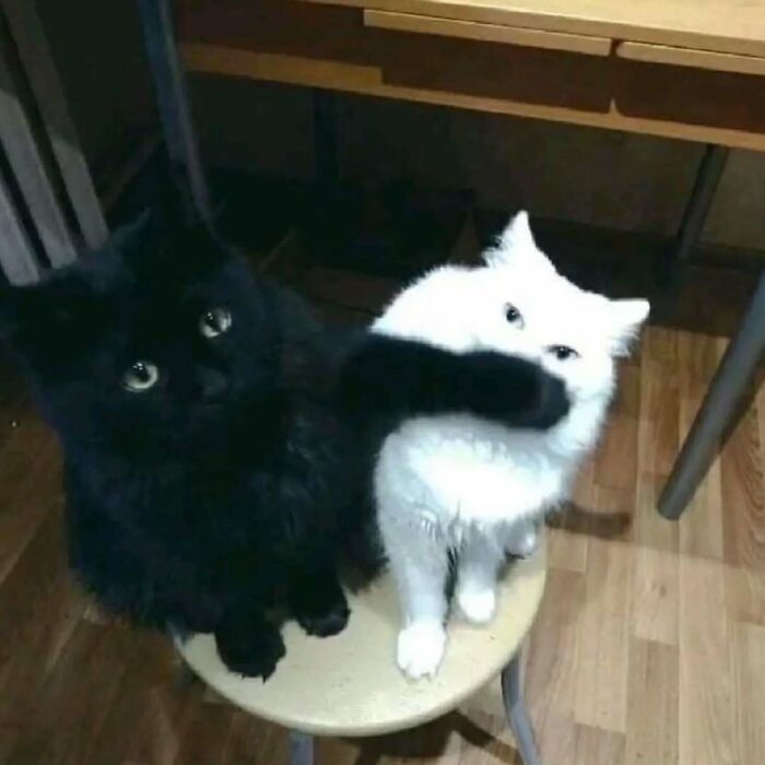 Two cats sitting on a stool. A black cat and a white cat, with the black cat's paw playfully touching the white cat's face.