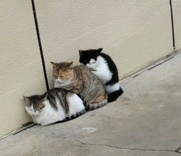 Three cats snuggling against a wall, showcasing the heartwarming charm of cats.