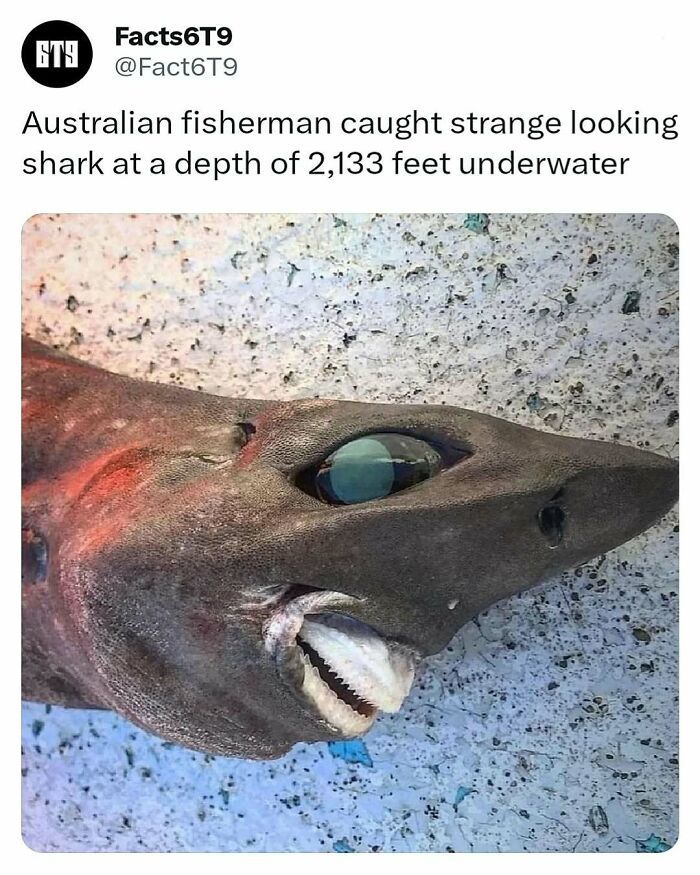 Strange shark caught at depth by Australian fisherman.