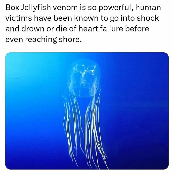 Box Jellyfish with long tentacles in blue water, showcasing its powerful venom.