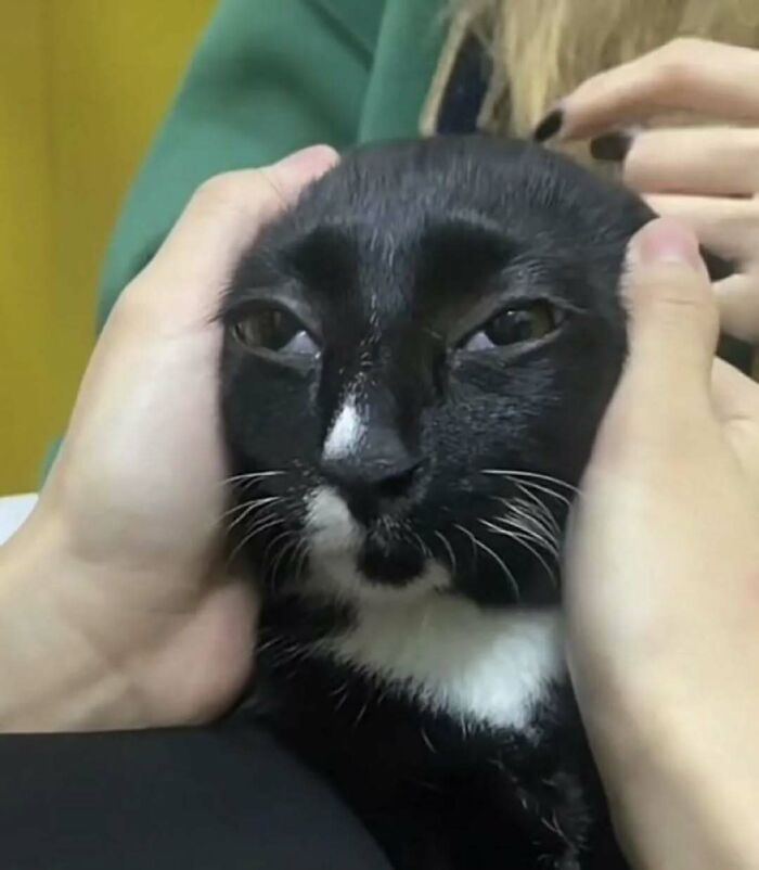 Black and white cat with squished cheeks, looking relaxed, being held gently by hands.