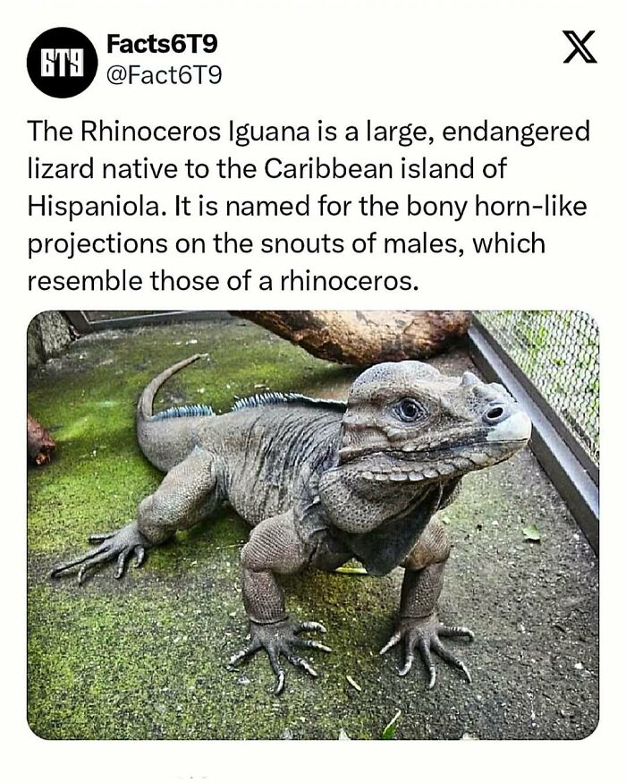 Rhinoceros Iguana in enclosure, highlighting its bony horn-like snout features, similar to a rhinoceros.