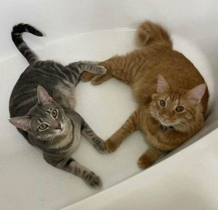 Two cats lounging in a bathtub, one grey and one orange, raising spirits with their adorable presence.