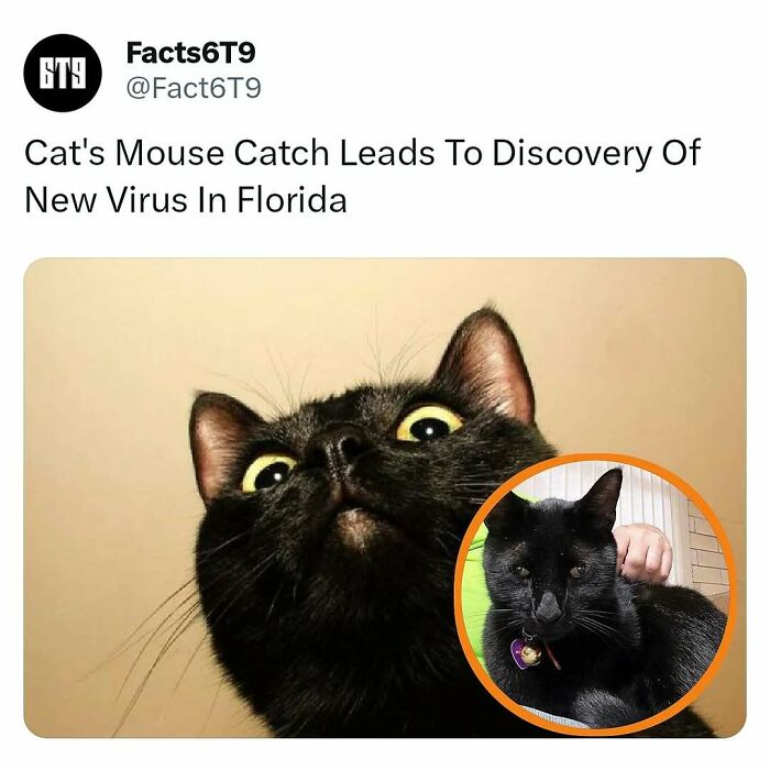 Black cat looking up with an alert expression; inset shows same cat sitting calmly.