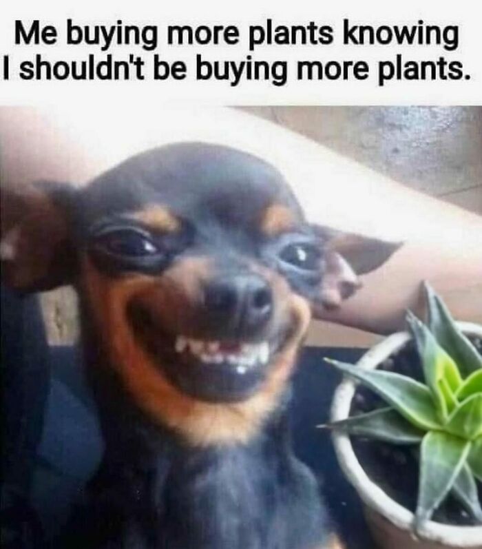 Smiling dog beside a plant, humorously capturing the dilemma faced by plant owners.