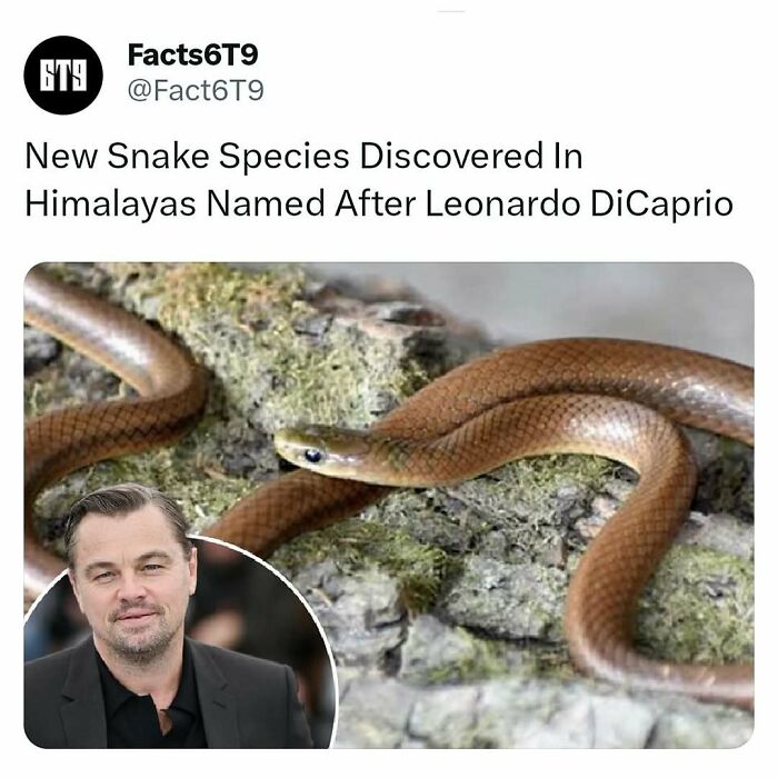 A snake on moss-covered rock, discovery linked to Leonardo DiCaprio tribute.