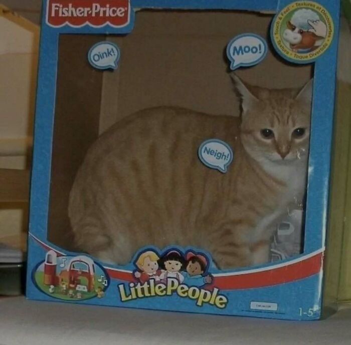Cat inside a toy box with speech bubbles.