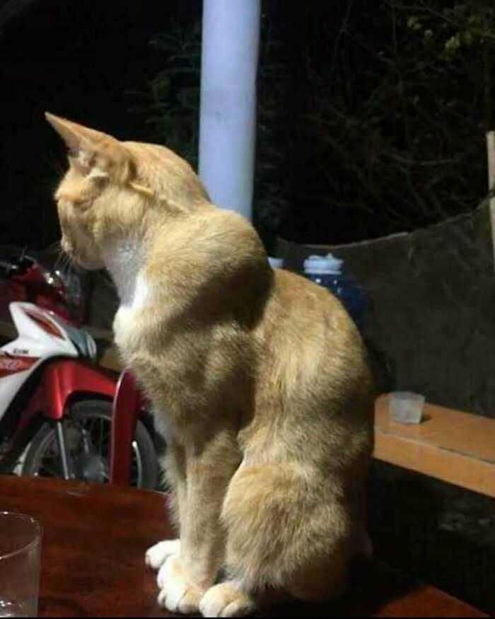 Orange cat with a unique neck shape sitting on a table at night, embodying the hardest posts from IG.