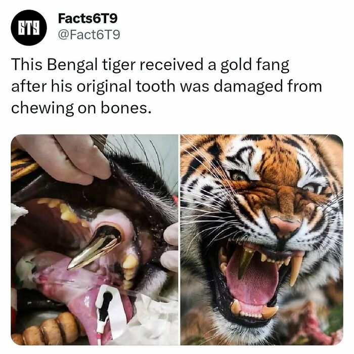 Bengal tiger with a gold fang replacing a damaged tooth, showcasing unique dental adaptation.