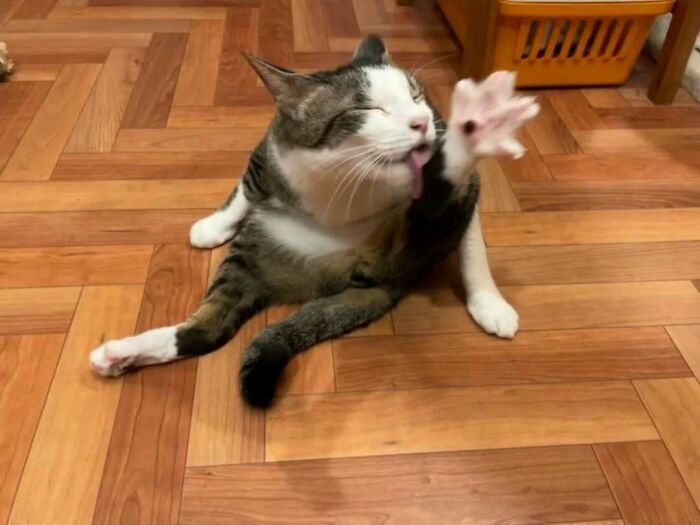 Cat cheerfully grooming its paw on a wooden floor, spreading positivity in a cozy home setting.