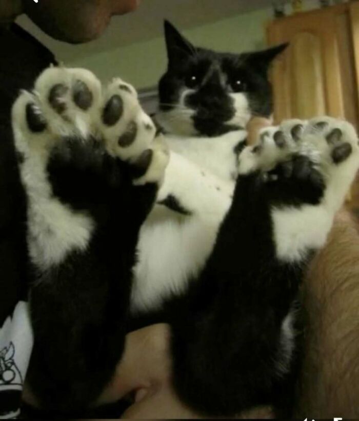 Black and white cat being held up with paws outstretched, raising spirits with a playful pose.