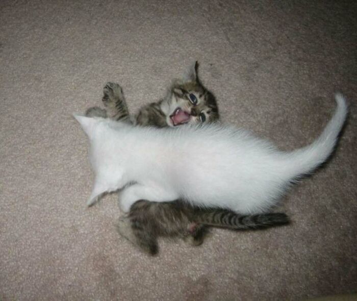 Two playful kittens wrestling on a carpet, one white and one tabby, raising spirits with their adorable antics.