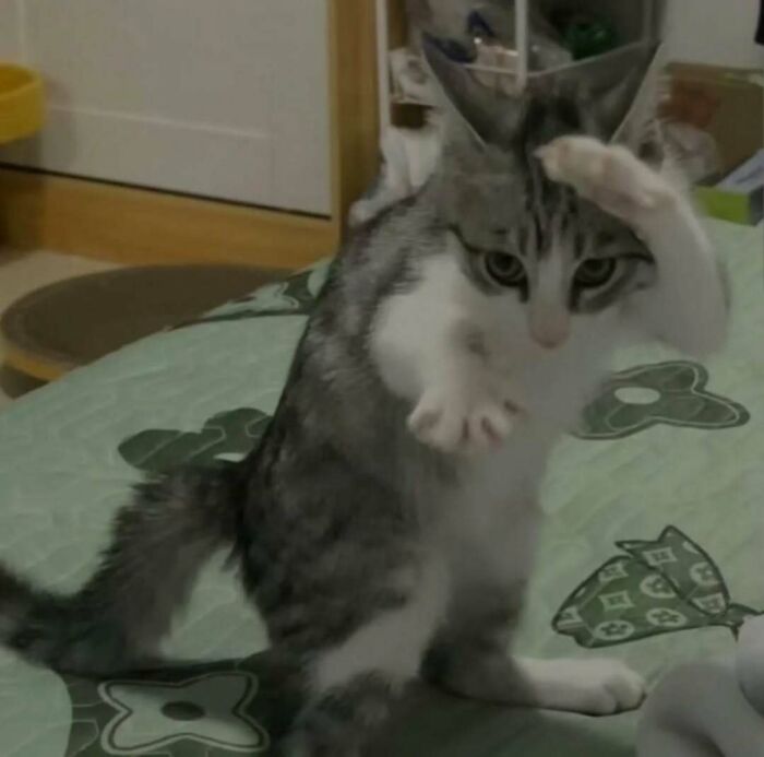 A playful cat making a gesture on a bed, bringing smiles and uplifting spirits.