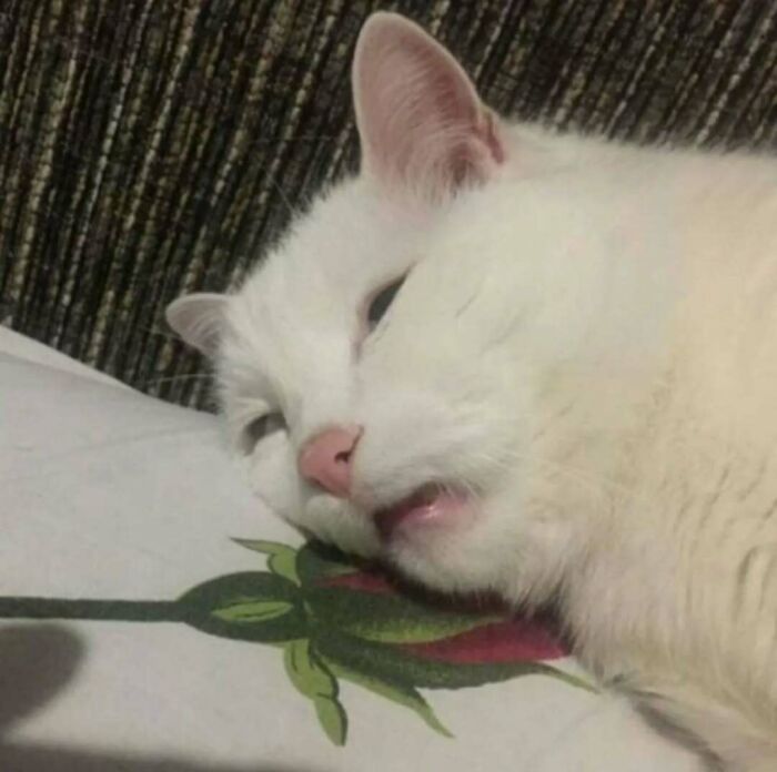 A sleepy white cat resting on a patterned pillow, embodying relaxation and tranquility.
