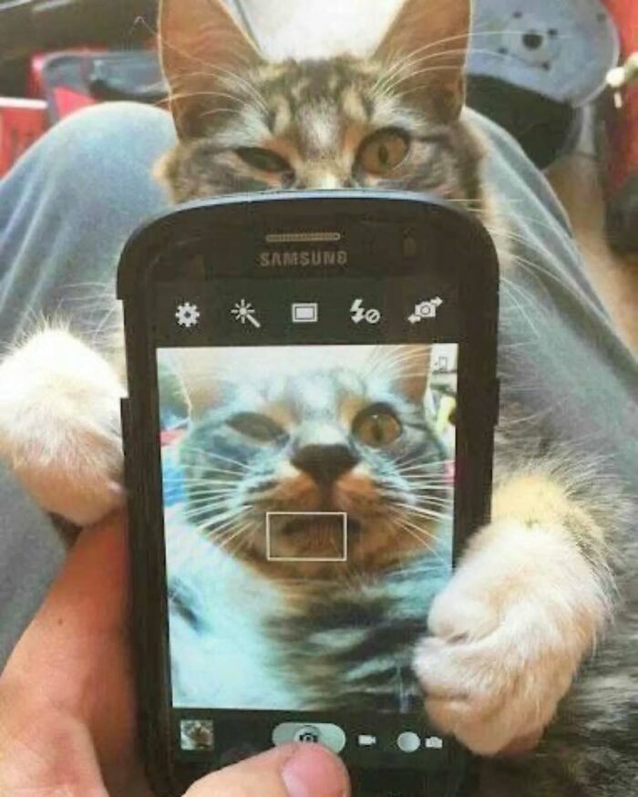 Cat taking a selfie with a smartphone, lifting spirits with its charming antics.