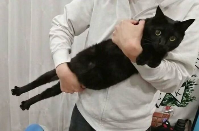 Person holding a relaxed black cat, raising spirits with feline charm indoors.