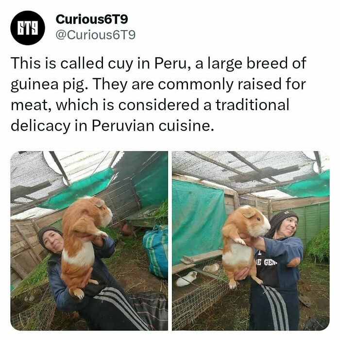 Person holding a large cuy, a guinea pig breed, in a Peruvian setting, where it's a traditional delicacy.