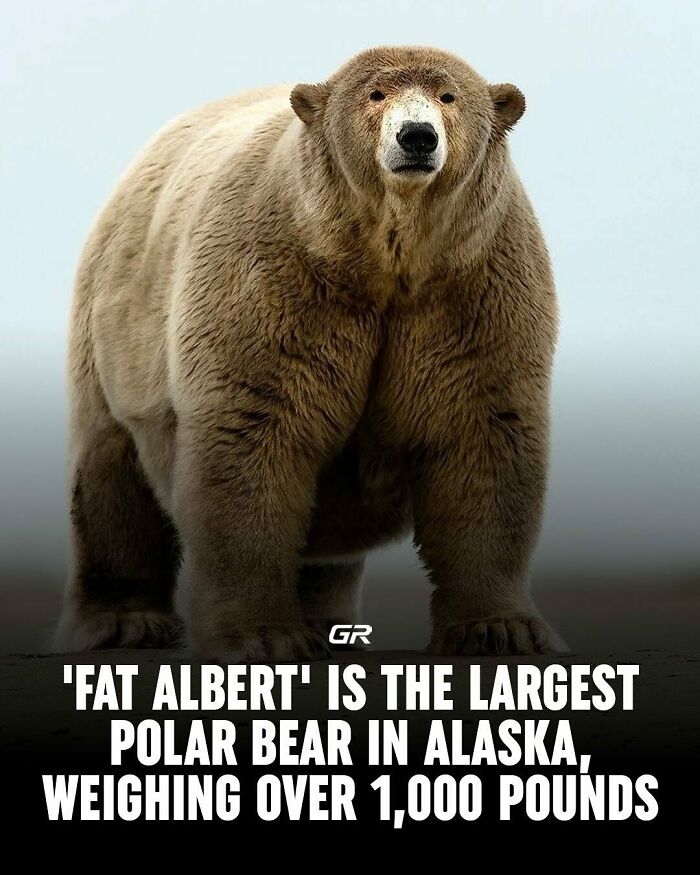 Polar bear 'Fat Albert' in Alaska, the largest known, weighing over 1,000 pounds, showcasing interesting facts about nature.