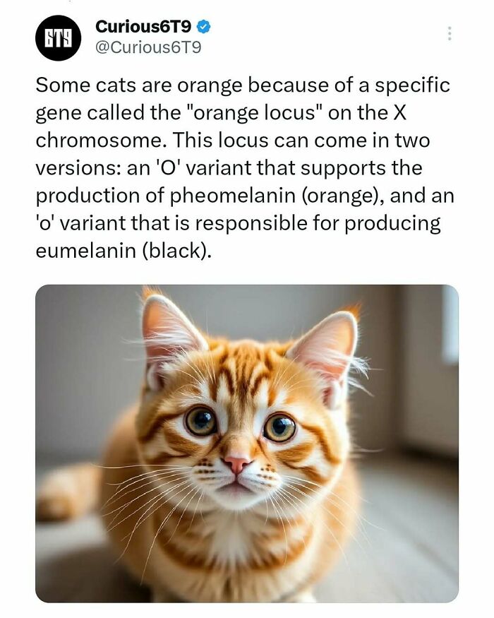 Orange tabby cat with big eyes, illustrating genetic diversity in felines.