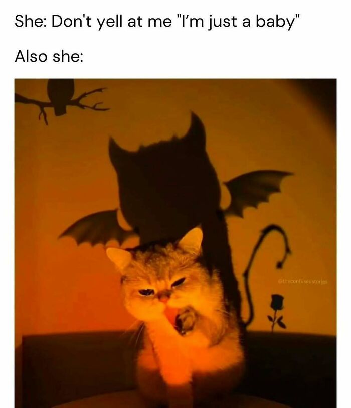 Cat with devil shadow on wall, a relatable meme contrasting innocence and mischief.