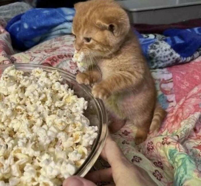 Cute kitten sniffing popcorn on a colorful blanket, capturing the joyful essence of uplifting cat images.