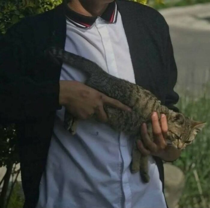 Person holding a tabby cat with one hand under its chest, lifting its mood outside.
