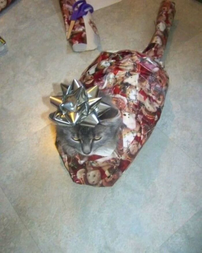 Cat wrapped in festive paper with a silver bow, humorously uplifting spirits.