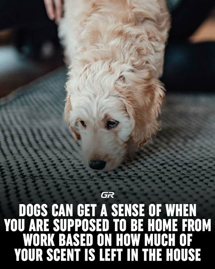 Fluffy dog sniffing a carpet, exploring interesting facts about scent detection.