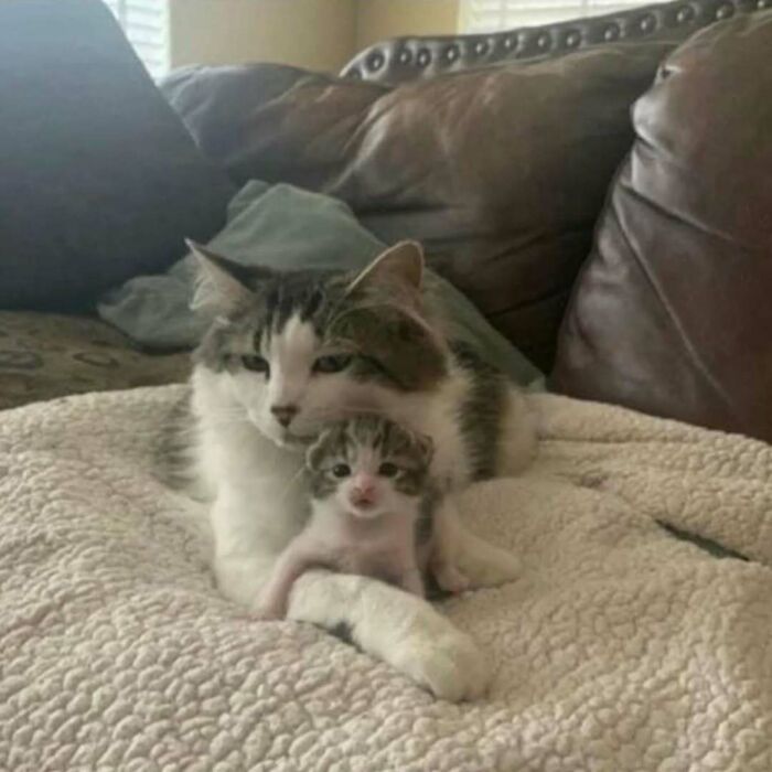 Cat and kitten cuddling on a cozy blanket, providing comfort and raising spirits.