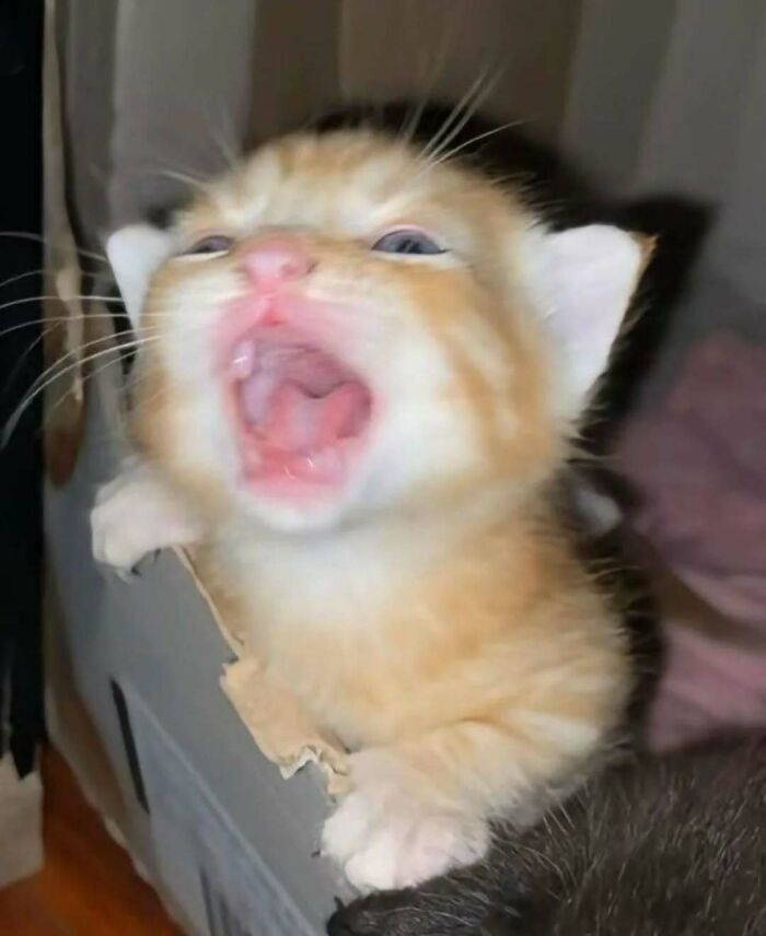 A tiny orange kitten yawning in a playful pose, showcasing adorable cat energy.