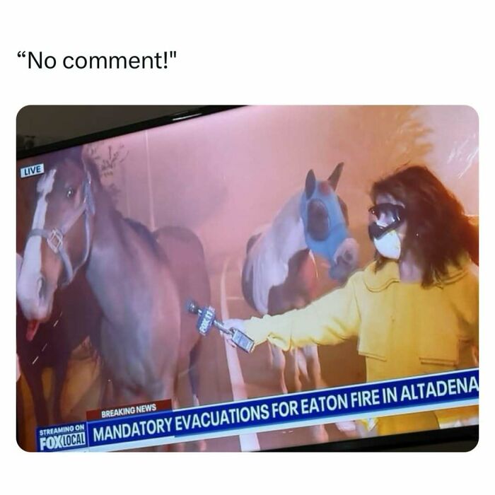 Reporter in a yellow coat holding a microphone towards a horse during live news on evacuations.