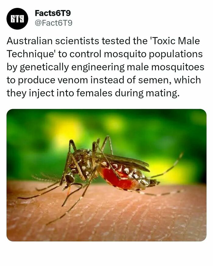 Genetically engineered mosquito on skin, part of research into self-domestication and population control methods.