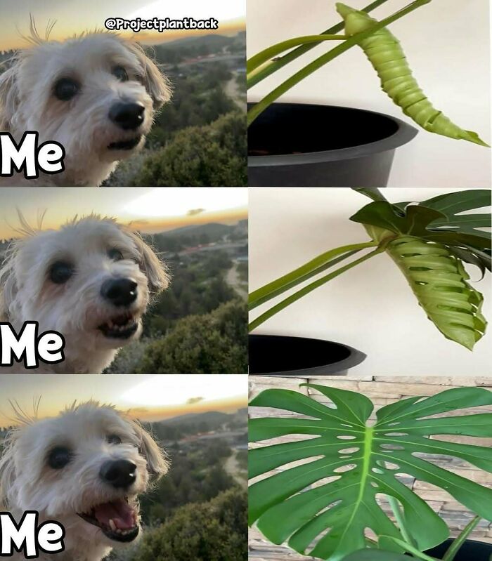 Dog expressing excitement next to a plant unfurling leaves, depicting the joy of plant owners.