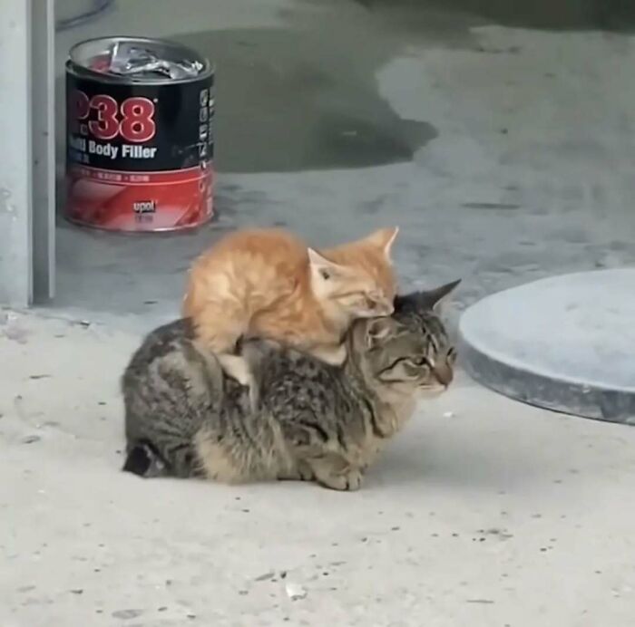 Two cats, a kitten resting on an adult cat, bring joy and warmth in a tender moment.