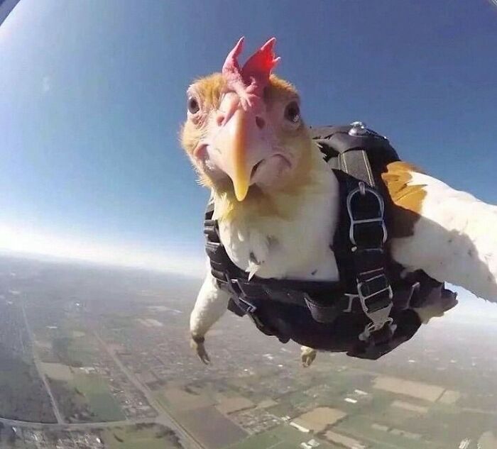 Chicken in skydiving gear mid-air, capturing a fun moment from popular IG posts.
